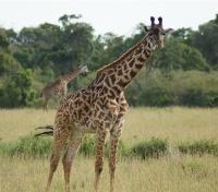 Giraffe Giraffe
